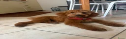 Barboncino cani in vendita: Barboncino nano  a Provincia di Brescia - Annuncio 1