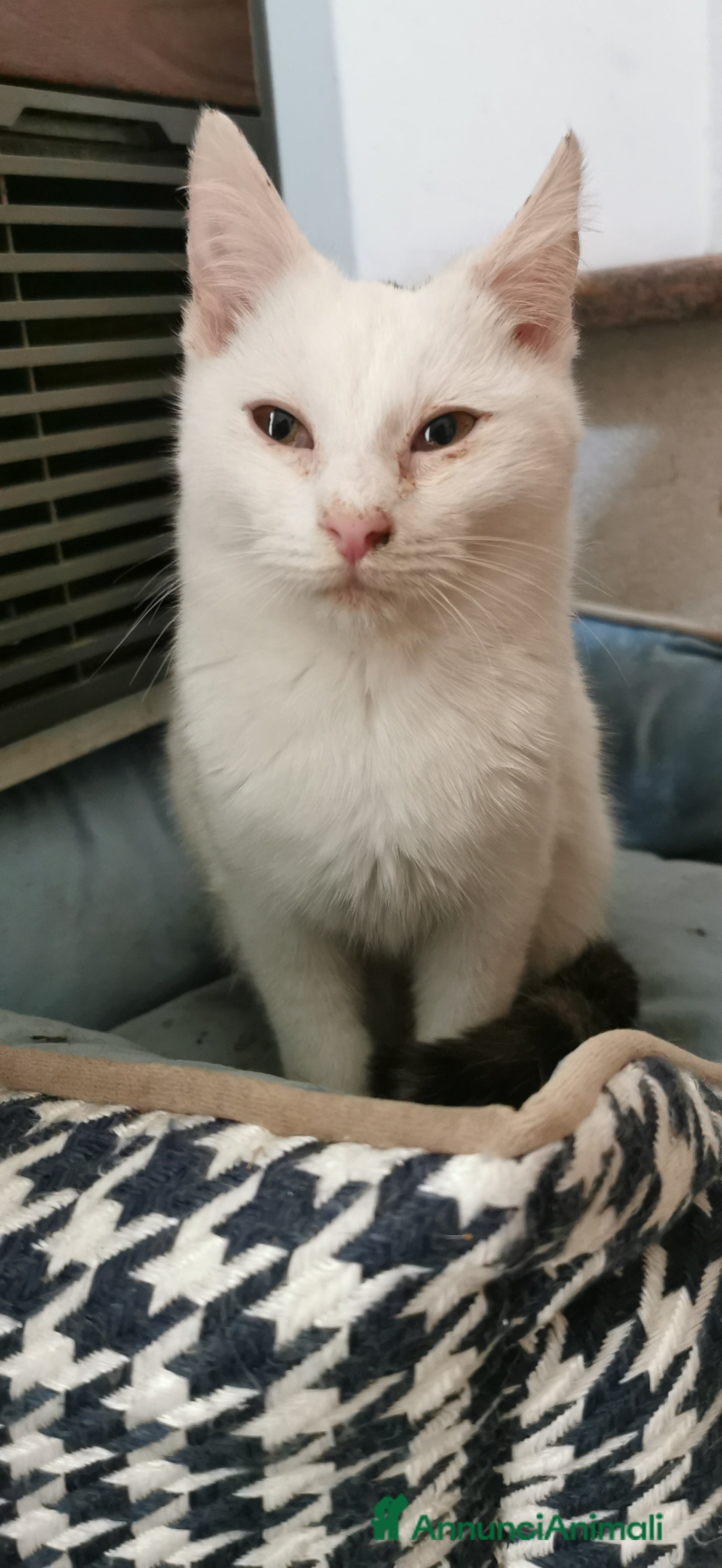 Meticcio gatti Gattino Maschio Bianco - Annuncio 4