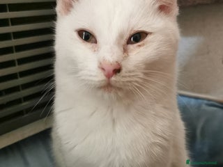 Meticcio gatti Gattino Maschio Bianco - Annuncio 1