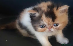 Exotic Shorthair gatti in vendita: Si accettano prenotazioni per esotica calico a Provincia di Pisa - Immagine 3