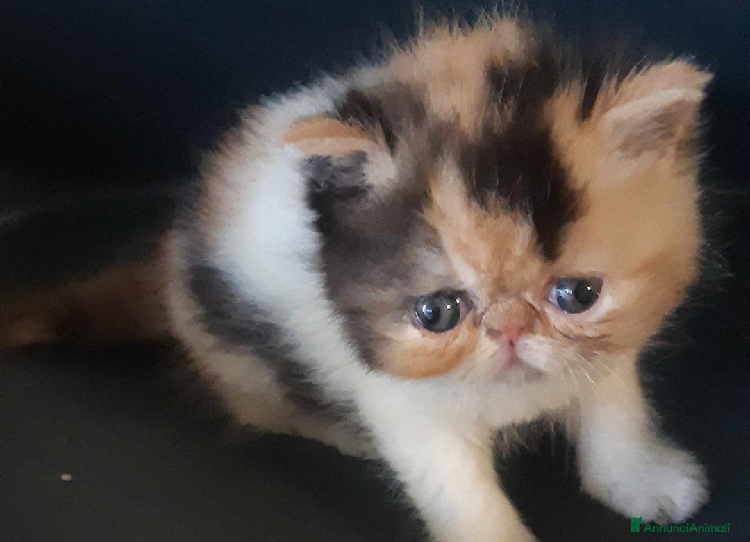 Exotic Shorthair gatti in vendita: Si accettano prenotazioni per esotica calico a Provincia di Pisa - Immagine 3
