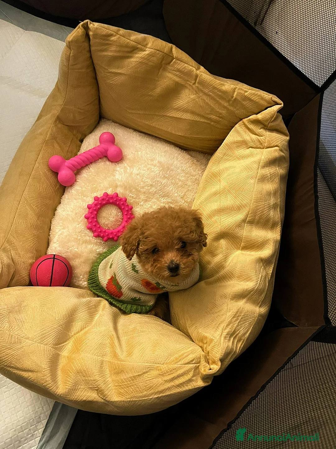 Barboncino Toy cani in vendita: Barboncino Toy  - Annuncio 3