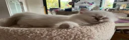 Sacro di Birmania gatti in vendita: CUCCIOLI SACRO BIRMANIA BOLOGNA - Annuncio 8