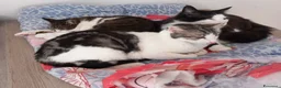 Europeo gatti in regalo: Adorabile gatto in adozione, MIELE! - Annuncio 4