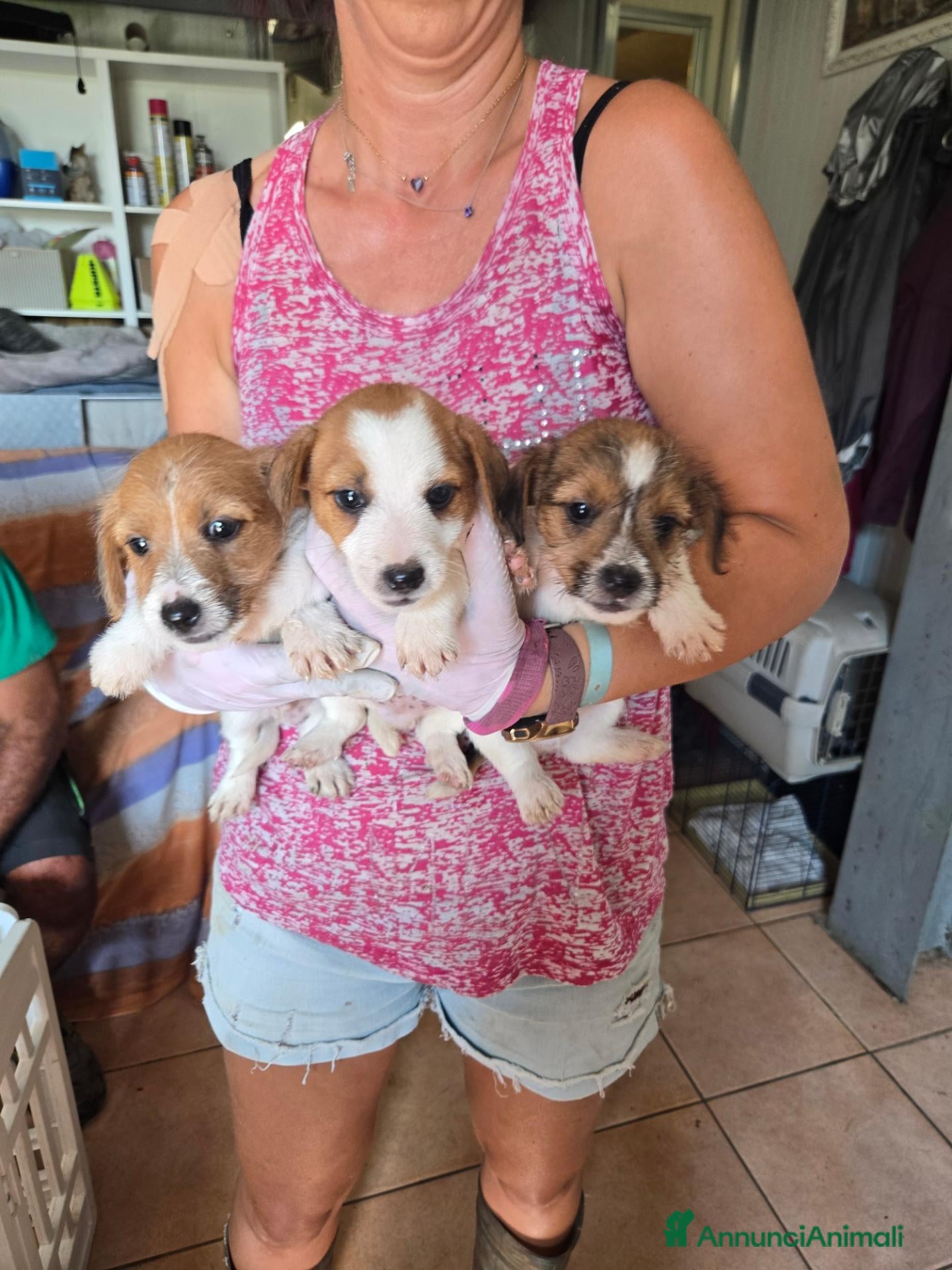 Jack Russell cani Cuccioli jack russell terrier pelo liscio e ruvido - Annuncio 1