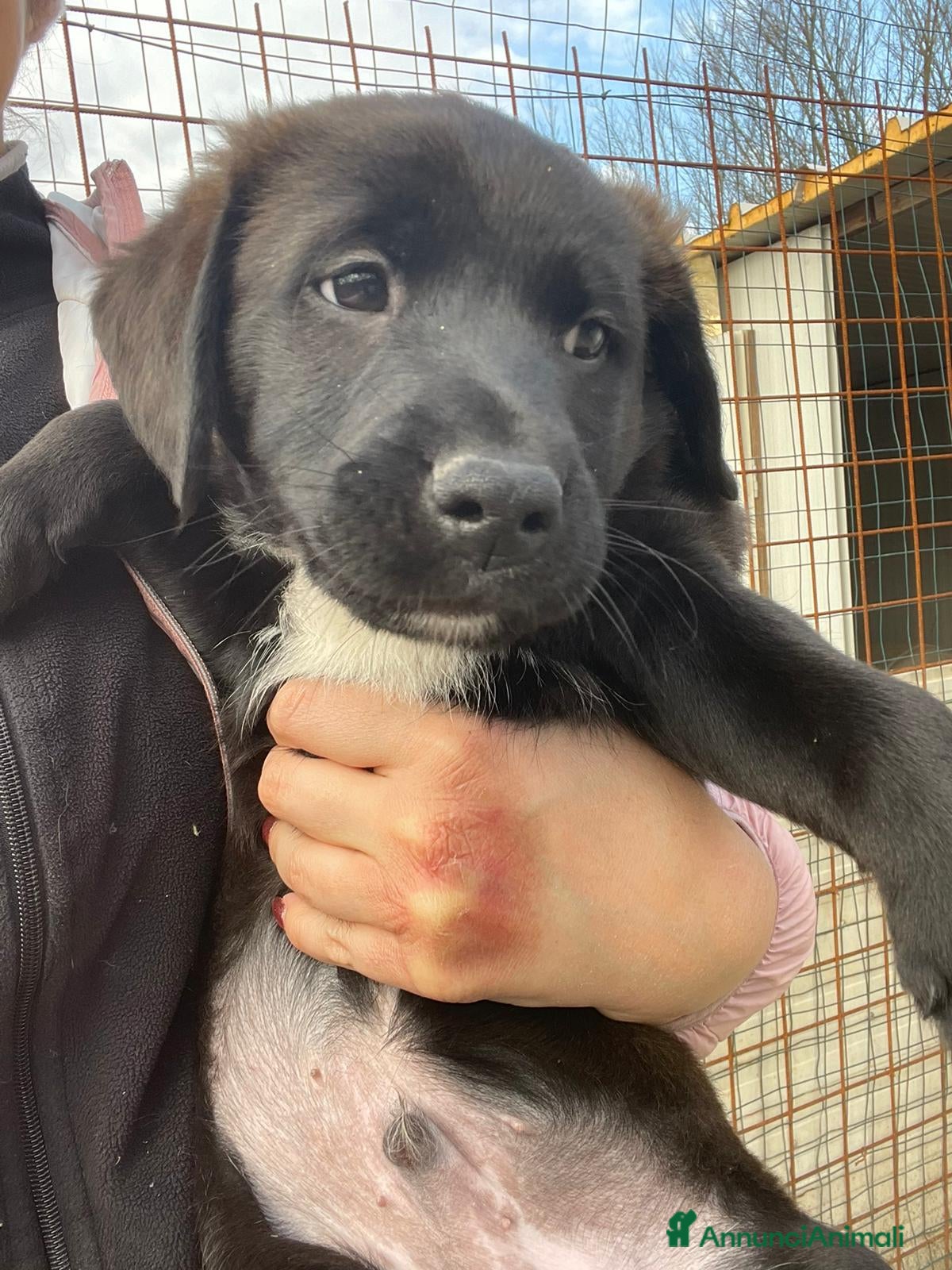 Meticcio cani LO SPLENDIDO MAXXXX - Annuncio 21