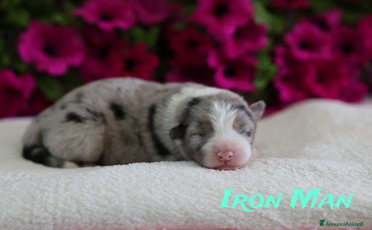 Australian Shepherd cani a Provincia di Rimini - Annuncio 1