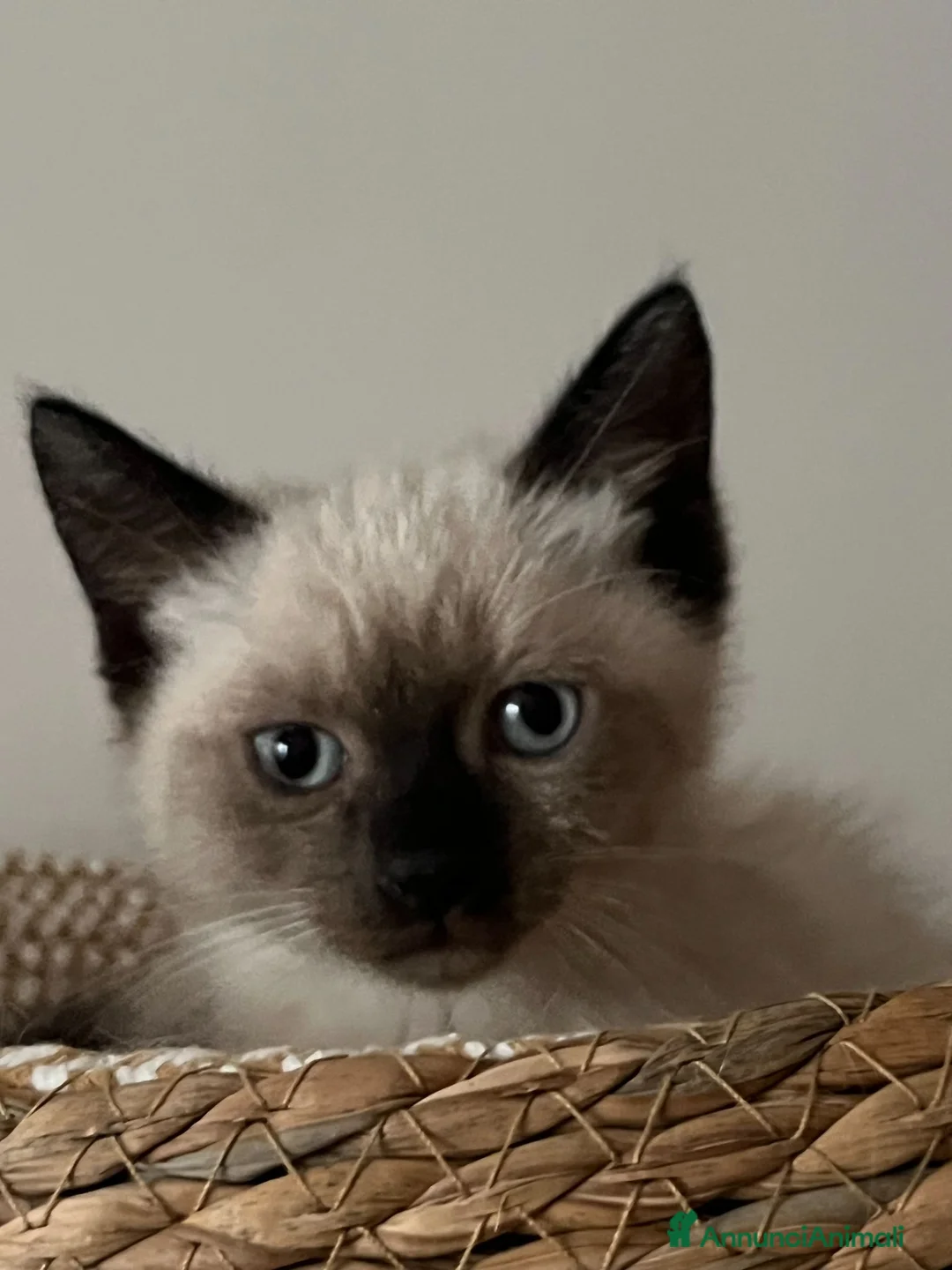 Siamese gatti in vendita: Siamesini seal point - Annuncio 3