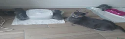 Certosino gatti in vendita: Cuccioli certosini - Annuncio 5