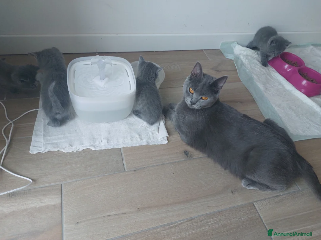 Certosino gatti in vendita: Cuccioli certosini - Annuncio 5