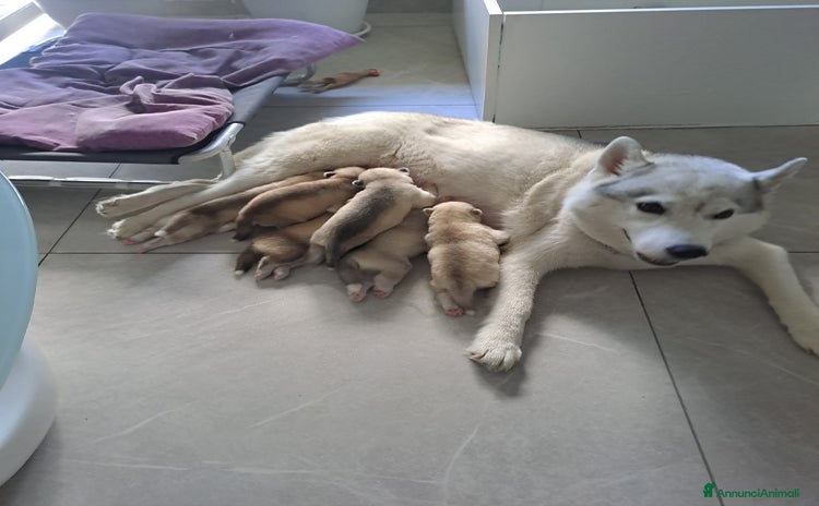 Husky cani - Annuncio 2