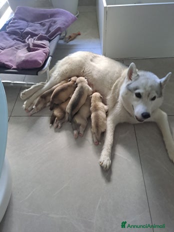 Husky cani - Annuncio 2