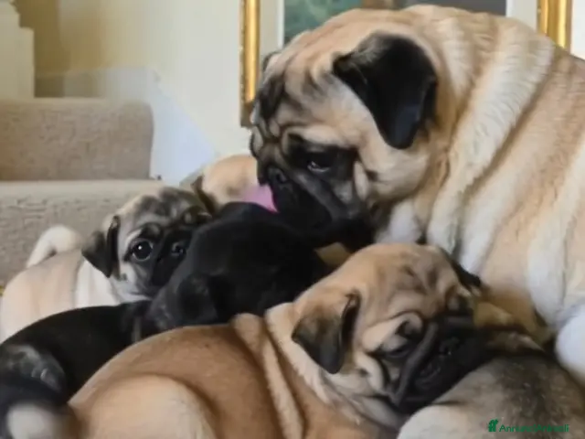 Carlino cani Cuccioli di carlino con pedigree (1500 - 1700) - Annuncio 2