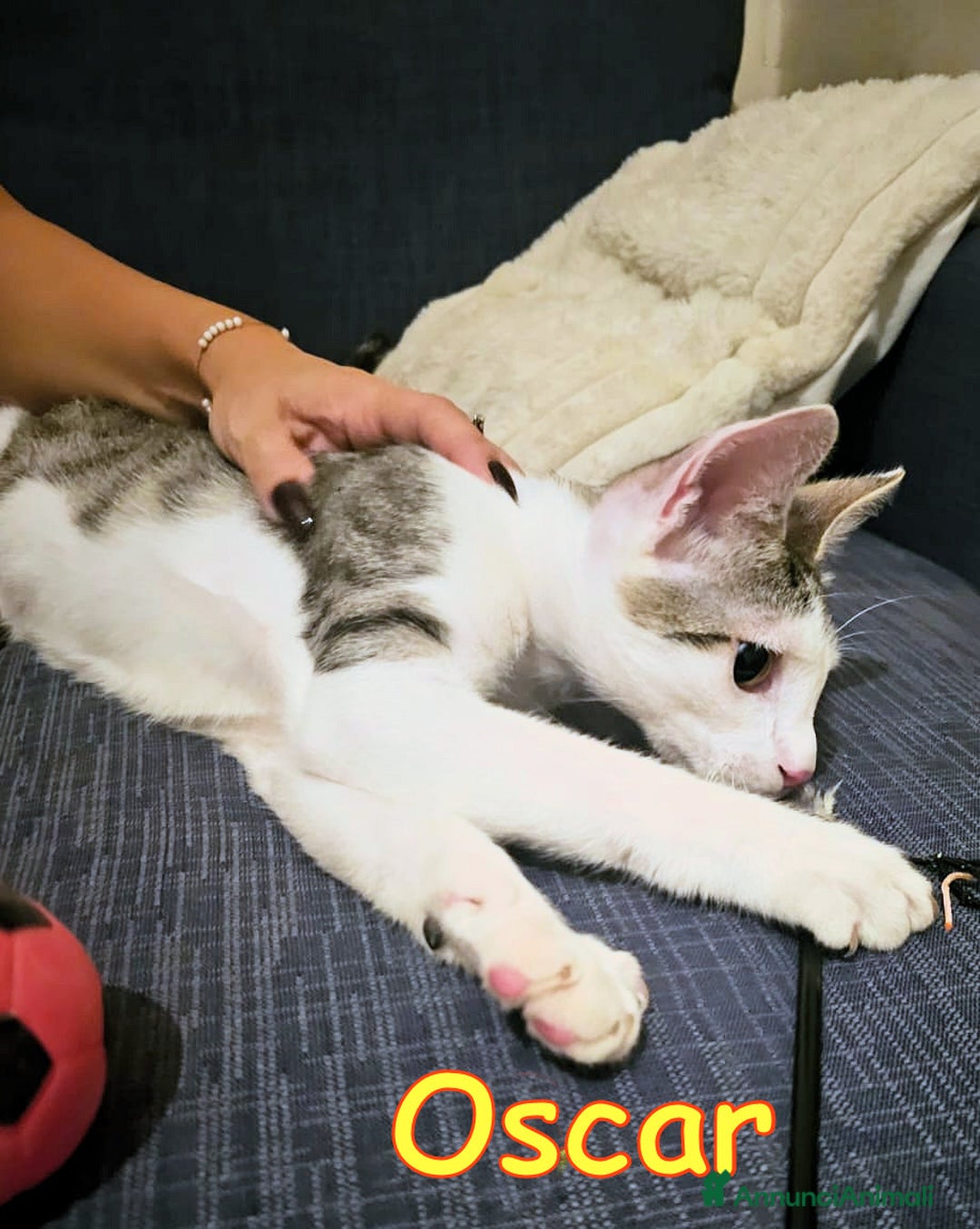 Europeo gatti in regalo: 📍ADOZIONE URGENTE PER OSCAR - Annuncio 7