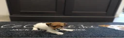 Jack Russell cani in vendita: Cuccioli di jack Russell pedigree Roi  - Annuncio 4