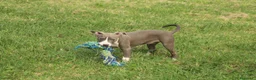 Pitbull cani in vendita: Cuccioli di Pit Bull anche a rate - Annuncio 22