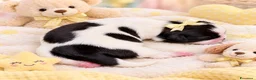 Shih Tzu cani in vendita: Cuccioli di Shih Tzu - Annuncio 8