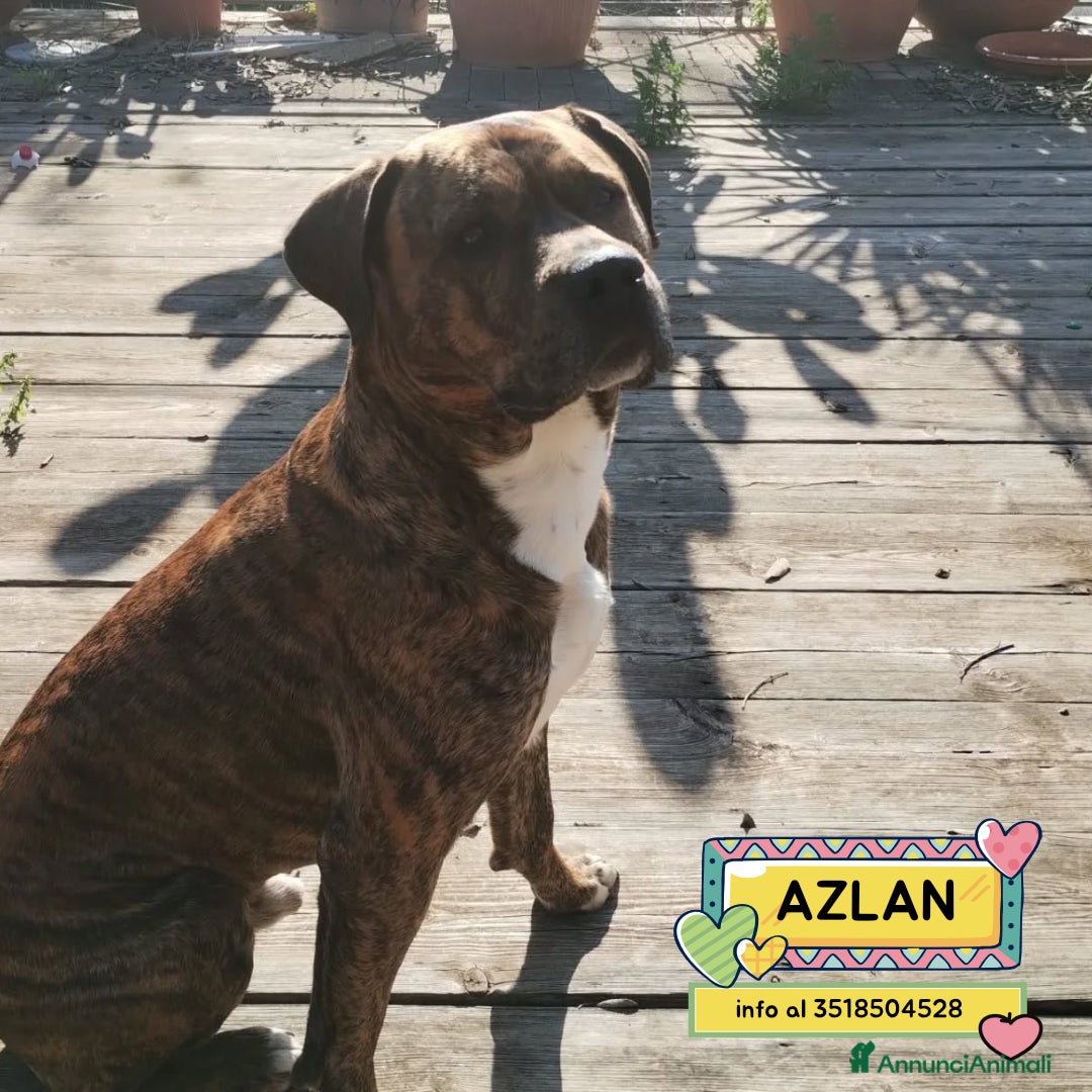 Meticcio cani AZLAN mix cane corso 4 anni cerca casa in adozione - Annuncio 1