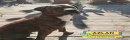 Meticcio cani in regalo: AZLAN mix cane corso 4 anni cerca casa in adozione - Annuncio 1