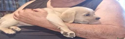 Cane Corso cani in vendita: Splendidi Cuccioli Simile Cane Corso a Città Metropolitana di Bari - Annuncio 13