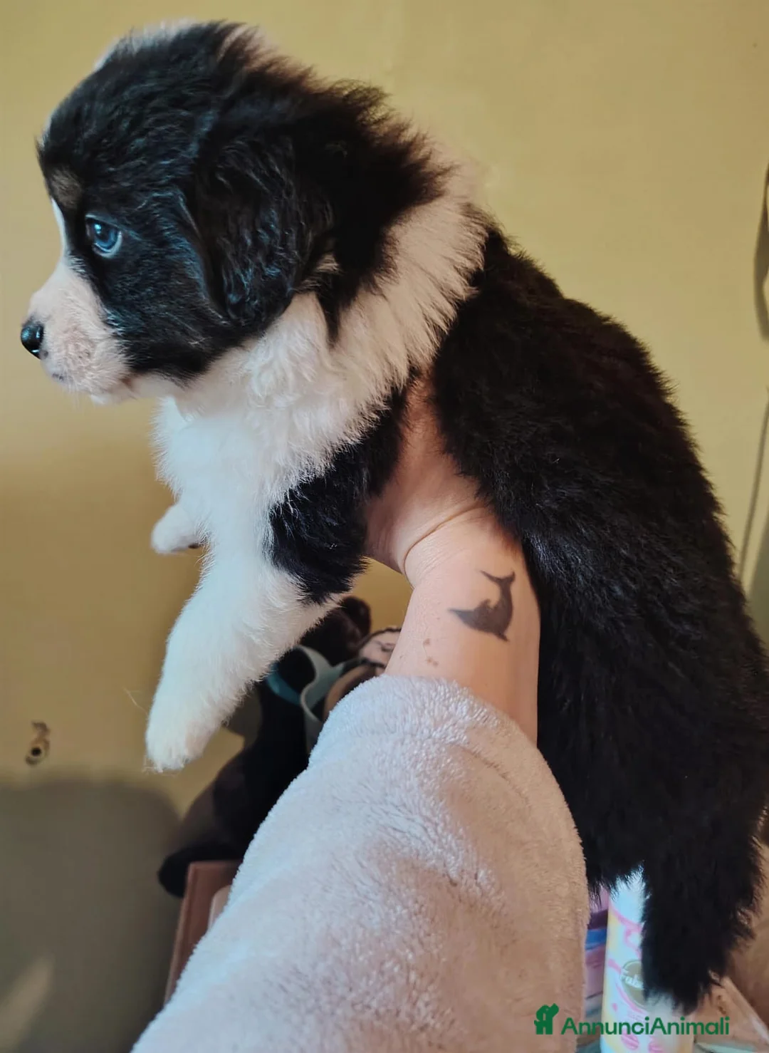 Australian Shepherd cani in vendita: Cucciola pastore australiano  - Annuncio 2