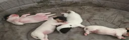 Jack Russell cani in vendita: Gek Russel  toy  zampa corta  - Annuncio 2