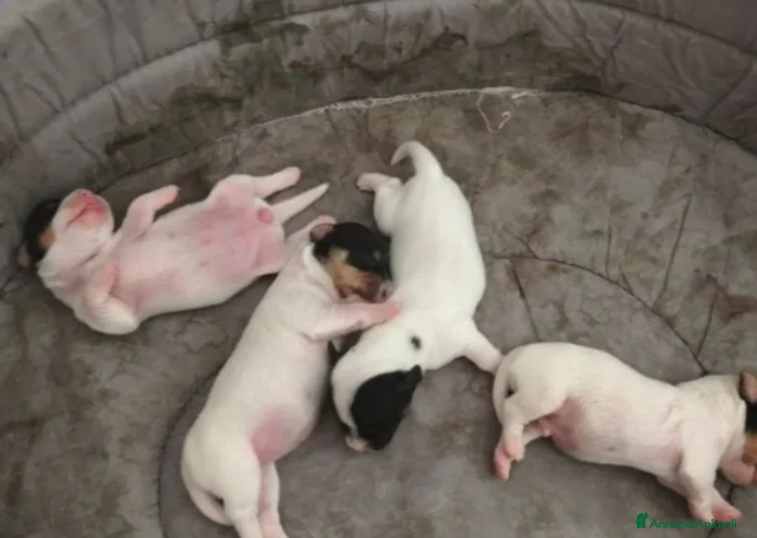 Jack Russell cani in vendita: Gek Russel  toy  zampa corta  - Annuncio 2