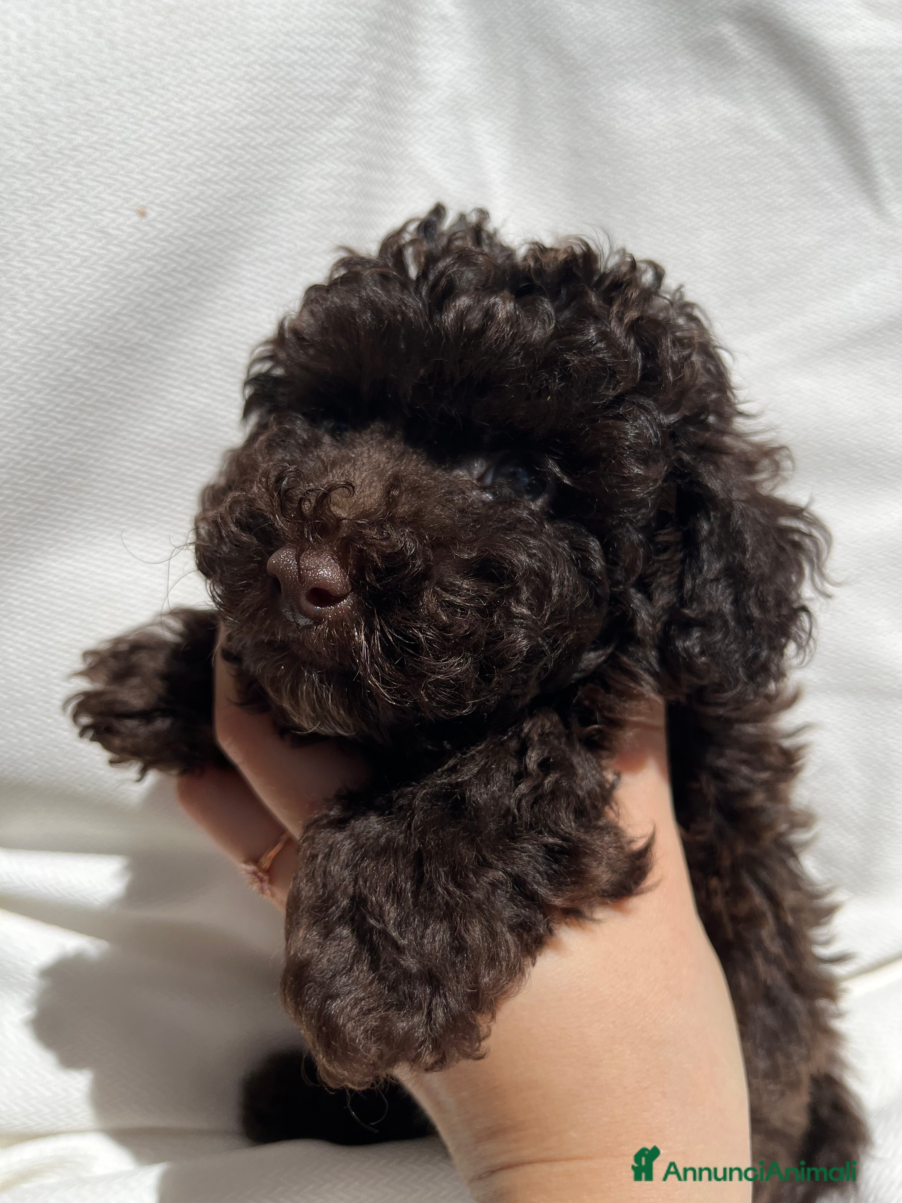 Barboncino cani Barboncini Marroni , Bianchi e Neri con Pedigree - Annuncio 2