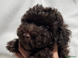 Barboncino cani Barboncini Marroni , Bianchi e Neri con Pedigree - Annuncio 4