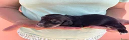 Bassotto cani in vendita: Bassotto pelo lungo  - Annuncio 4