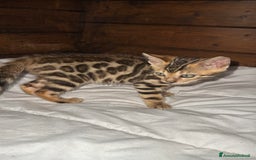 Bengala gatti in vendita: Cucciole di Bengal con Pedigree a Provincia di Asti - Immagine 12