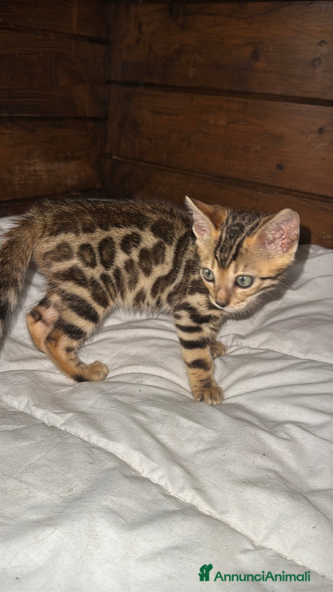 Bengala gatti in vendita: Cucciole di Bengal con Pedigree a Provincia di Asti - Immagine 12