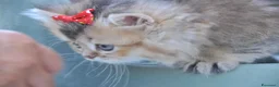 British gatti in vendita: British - Annuncio 10