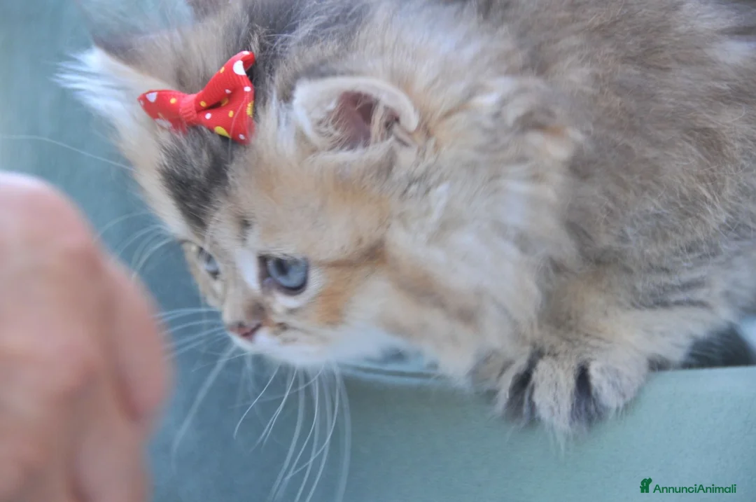 British gatti in vendita: British - Annuncio 10