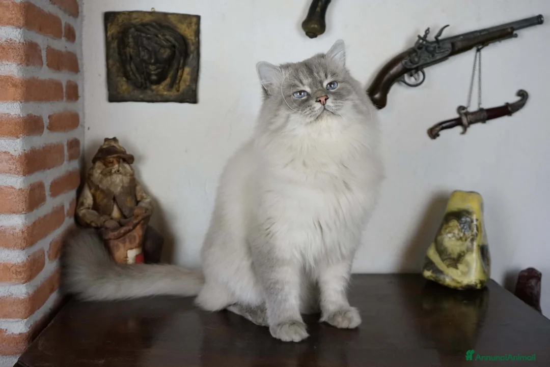 Immagine della galleria {{count}}