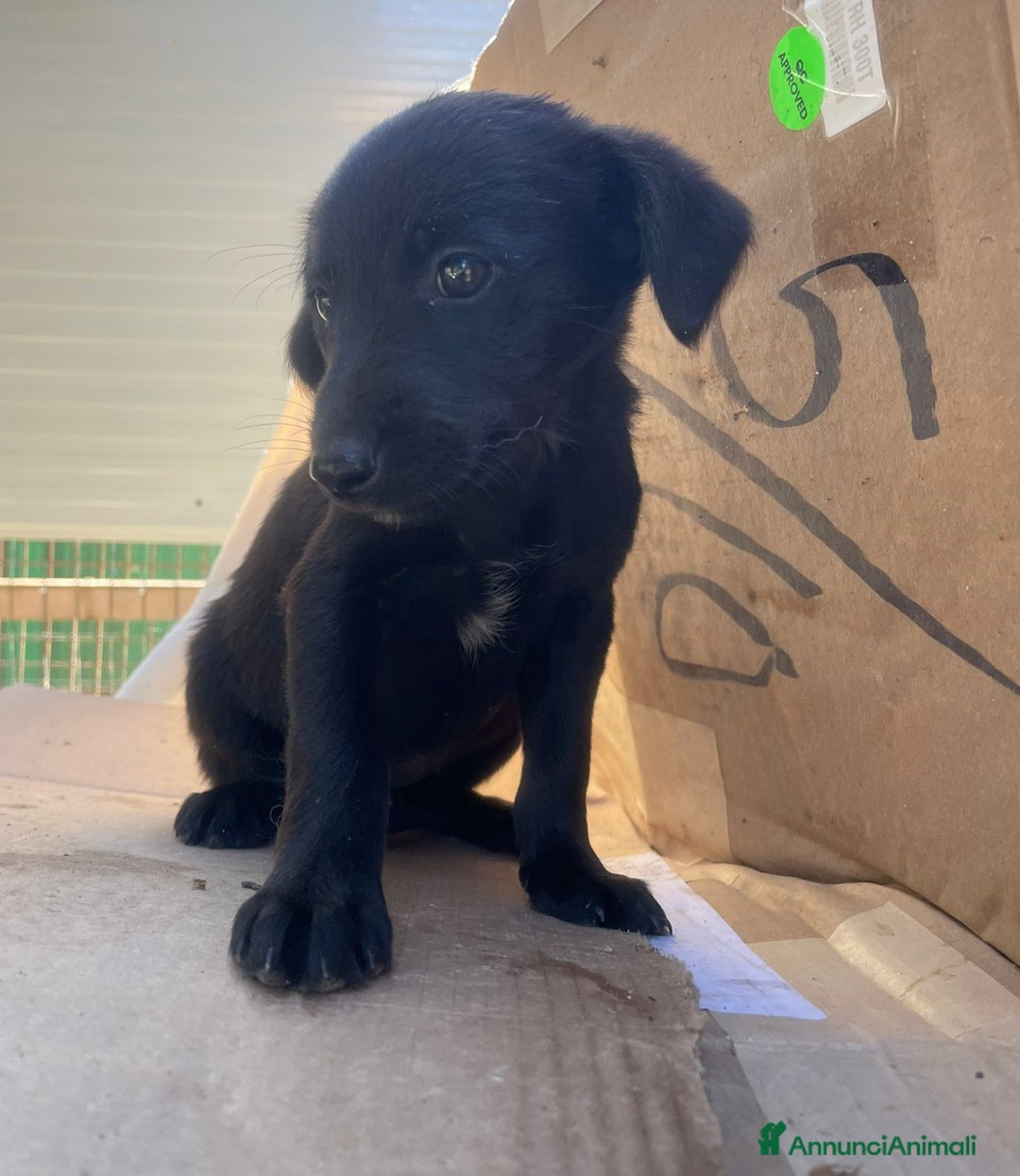 Meticcio cani in regalo: LE DOLCI PIETRE PREZIOSE - Annuncio 23