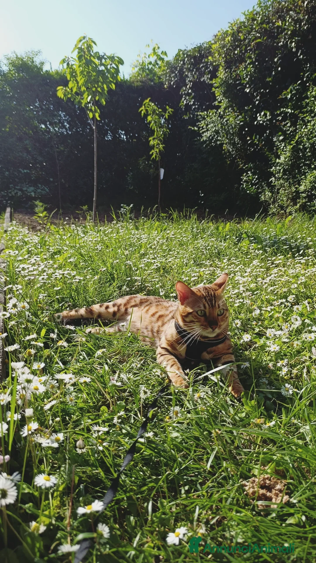 Bengala gatti per accoppiamento: Bengala con pedigree accoppiamento  - Immagine 2