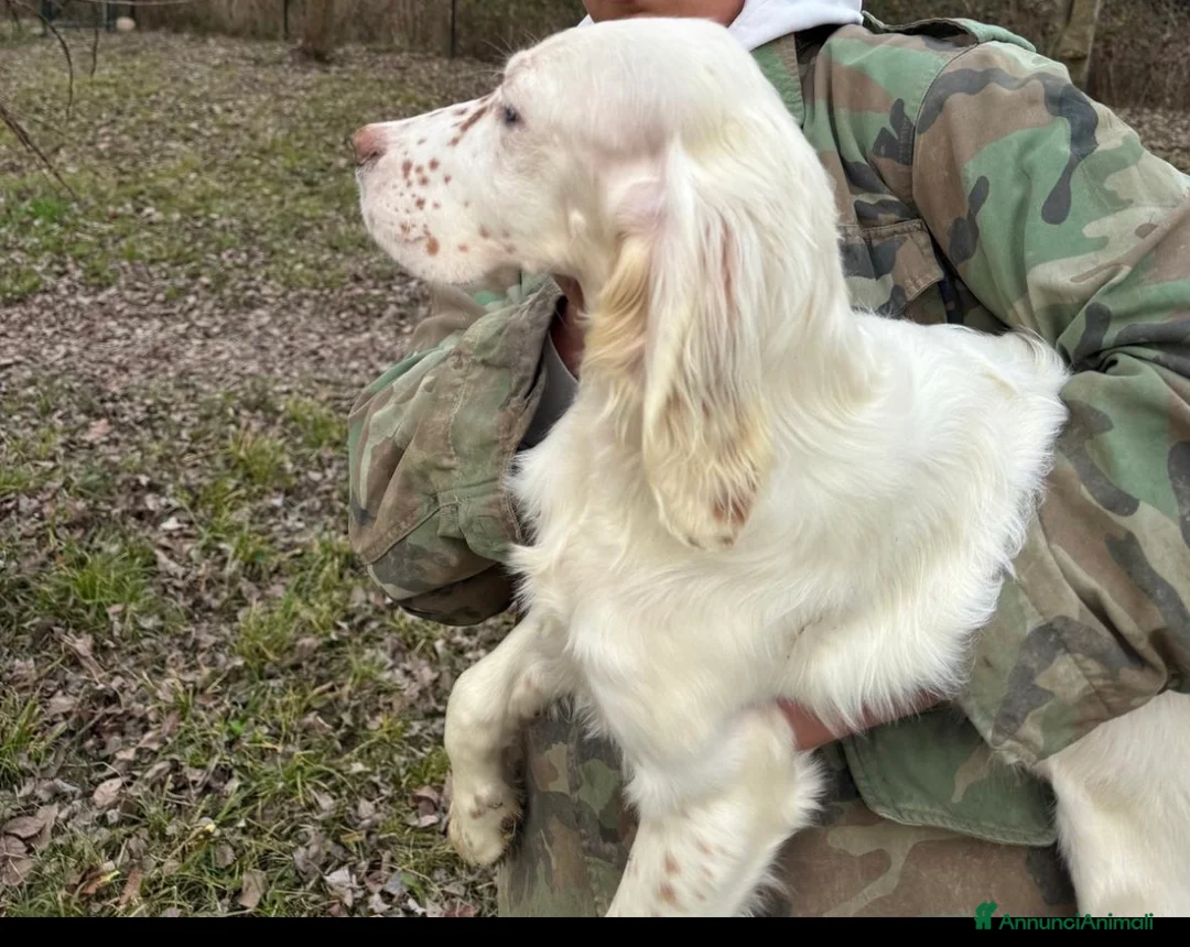 Setter Inglese cani in vendita: Setter figli di campioni  - Annuncio 5