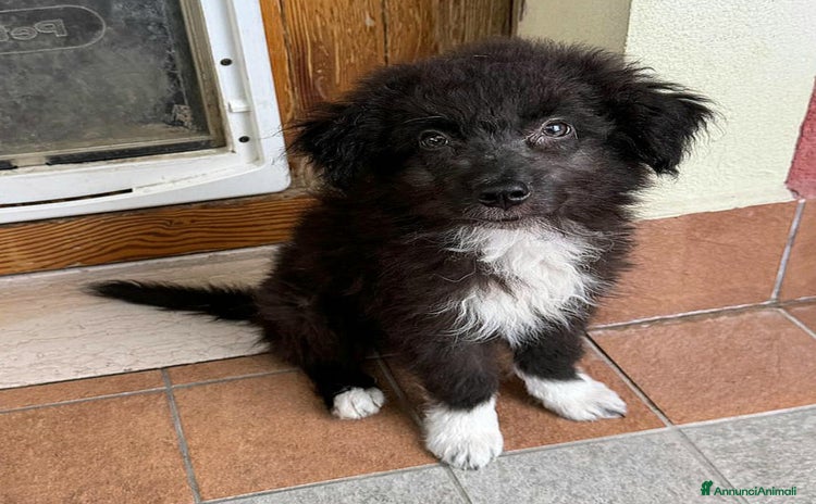 Meticcio cani a Provincia di Teramo - Annuncio 9