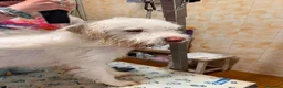 Meticcio cani in regalo: CAMILLO: TRADITO DA CHI AMAVA a Provincia di Ferrara - Annuncio 2