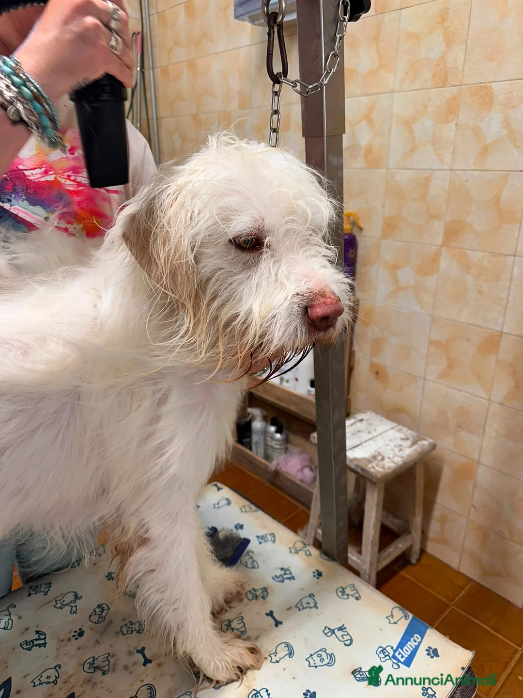 Meticcio cani in regalo: CAMILLO: TRADITO DA CHI AMAVA a Provincia di Ferrara - Annuncio 2