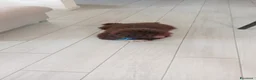 Lagotto cani in vendita: Lagotto Romagnolo  a Provincia di Lecce - Annuncio 3