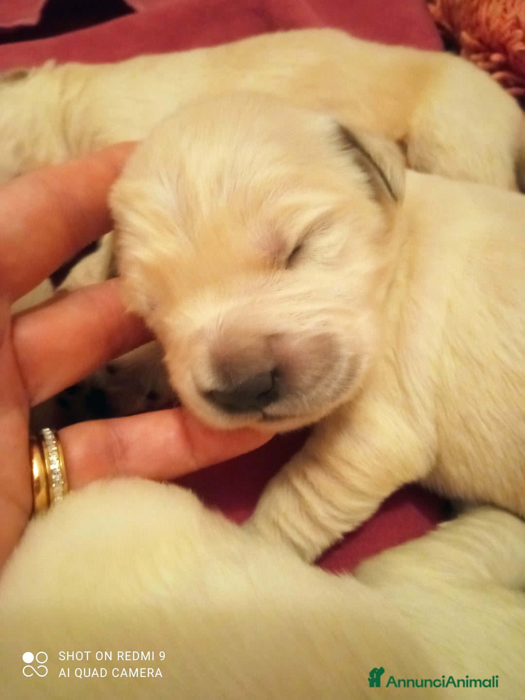 Golden Retriever cani in vendita: Golden retriever con pedigree ENCI  a Provincia di Treviso - Annuncio 9