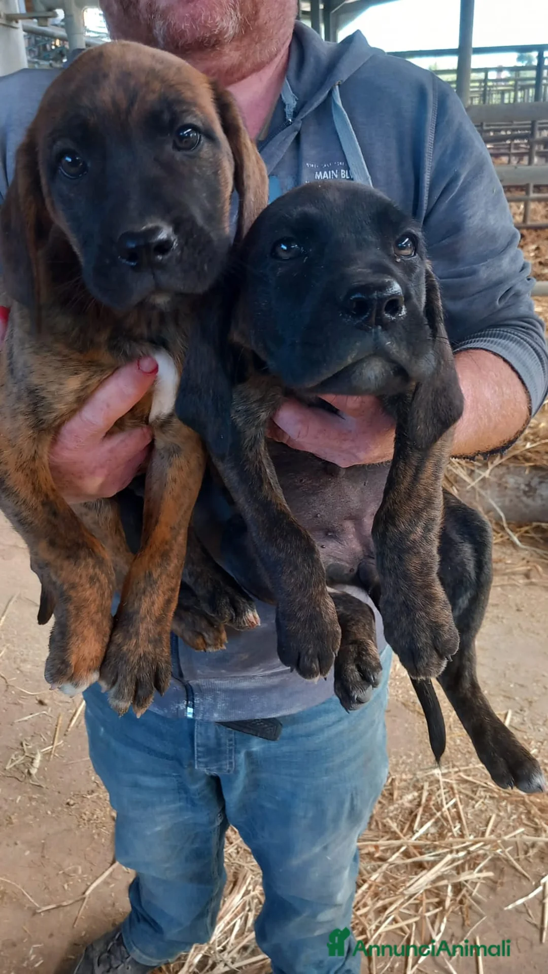 Altre razze cani in regalo: Regalo cuccioli di Segugio Maremmano/Corso - Annuncio 2