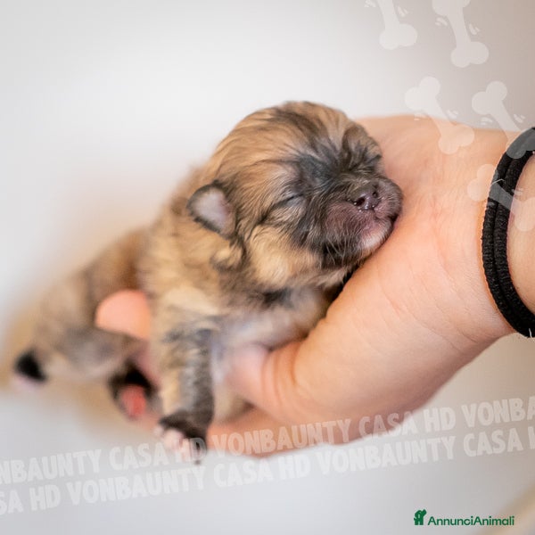 Volpino Pomerania cani Cuccioli Spitz Nano di Pomerania - Annuncio 7