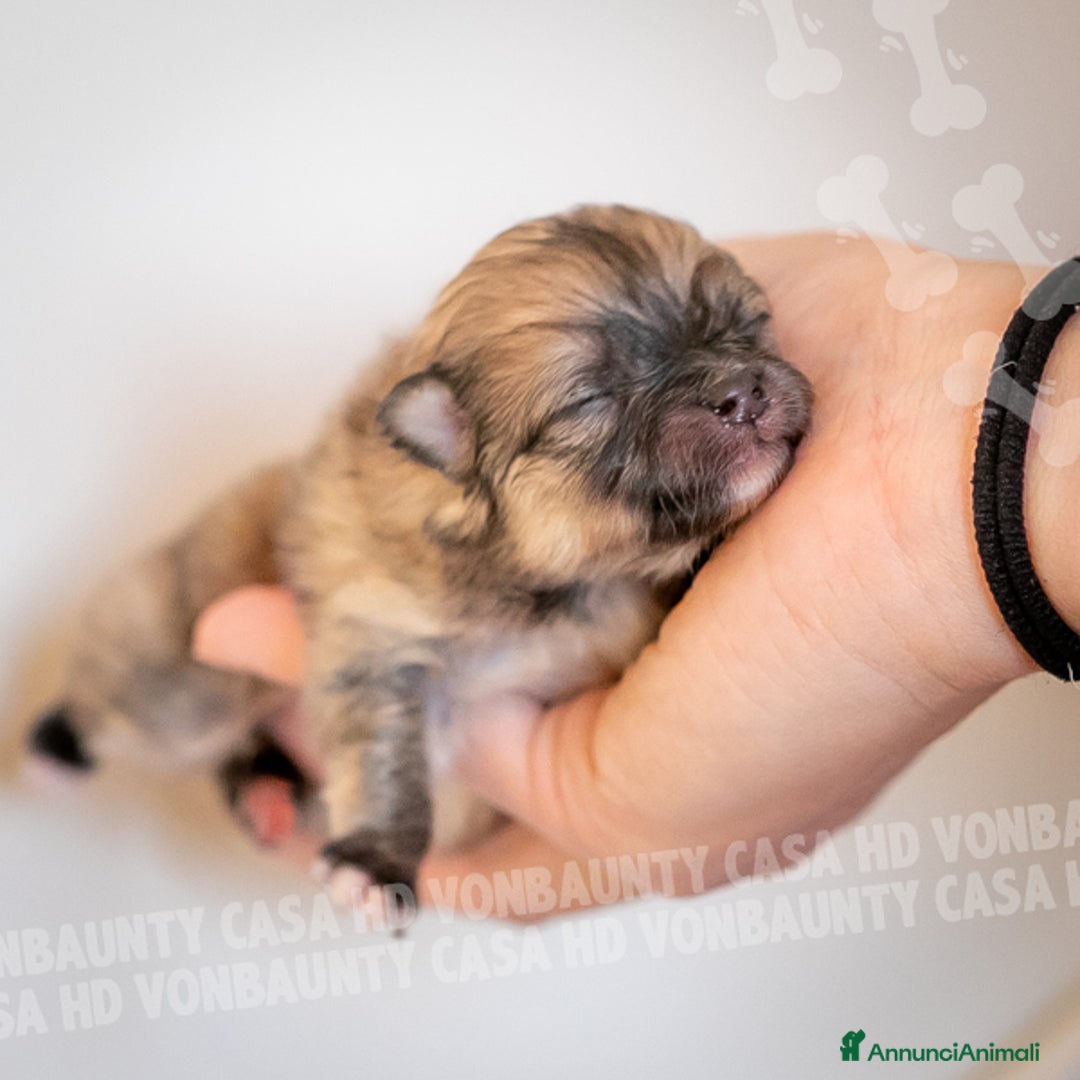 Volpino Pomerania cani in vendita: Cuccioli Spitz Nano di Pomerania - Annuncio 1