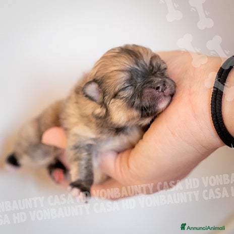 Volpino Pomerania cani - Annuncio 8