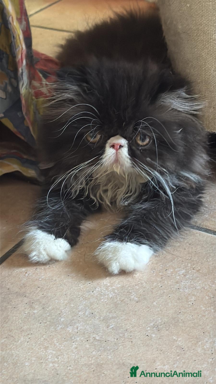 Persiano gatti persiano femmina bicolore - Annuncio 13
