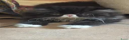 Persiano gatti in vendita: persiano femmina bicolore - Annuncio 1