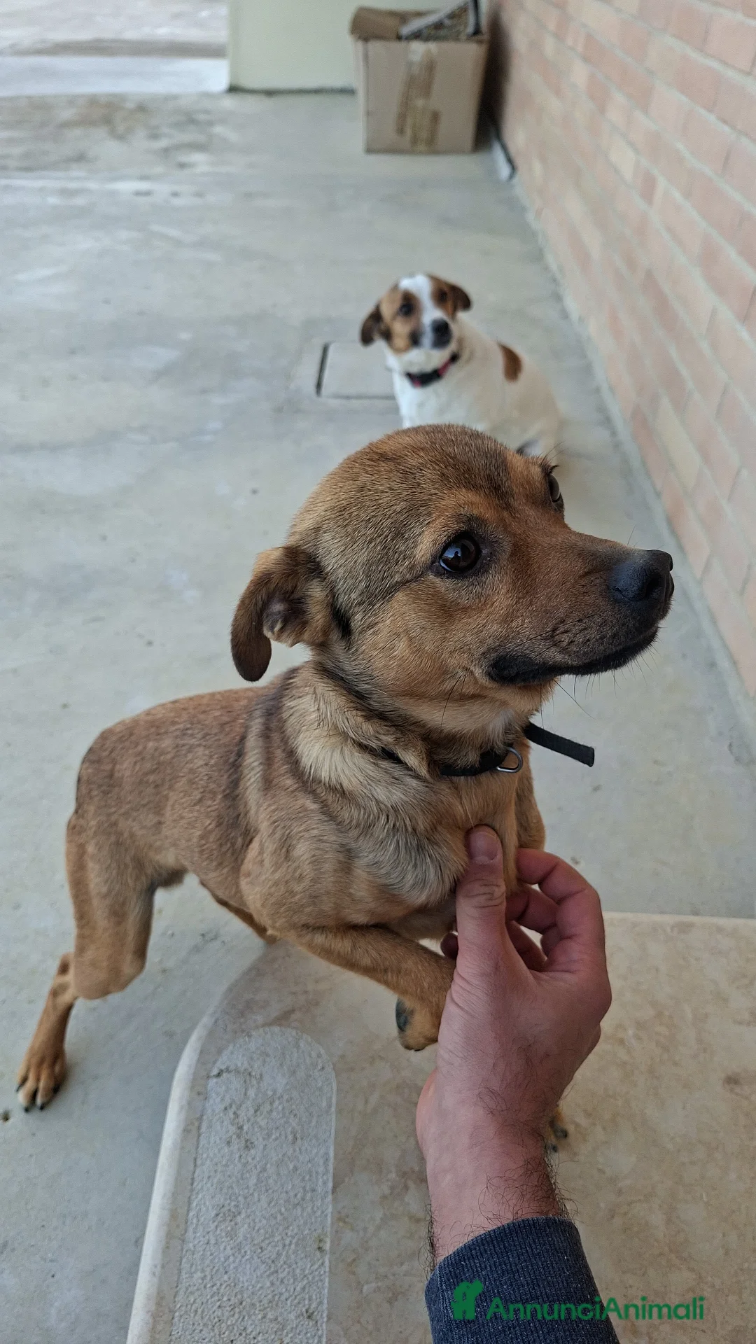 Meticcio cani in regalo: [Cuccioli già prenotati] Regalo 2 cuccioli piccola - Annuncio 2